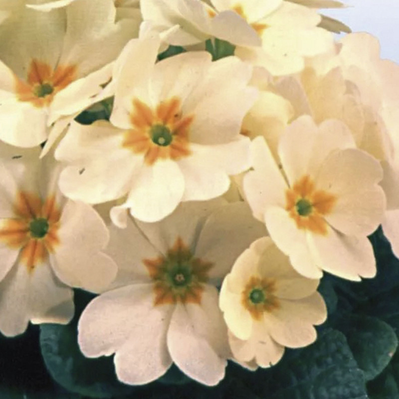 Primula Acaulis Heritage Creme