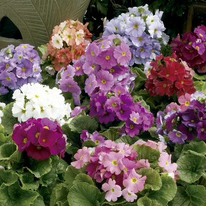 Primula Obconica Lib...