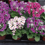 Primula Malacoides P...