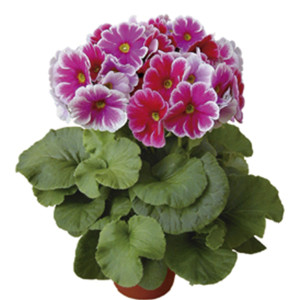 Primula Obconica Ori...