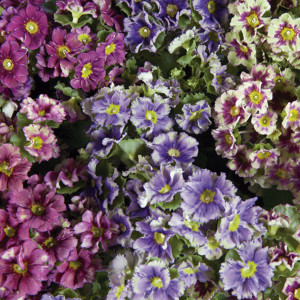 Primula Obconica Pri...