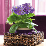 Primula Obconica Tou...