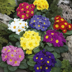 Primula Acaulis Orio...