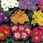 Primula Acaulis Page...