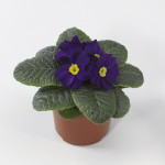 Primula Acaulis Prim...