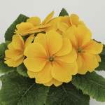 Primula Acaulis Prin...