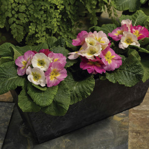 Primula Acaulis Swee...