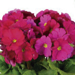 Primula Obconica Tou...