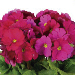 Primula Obconica Tou...