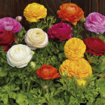 Ranunculus Bloomingd...