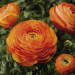 Ranunculus Maché...