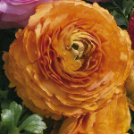Ranunculus Magic...