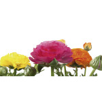 Ranunculus Sprinkles...