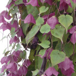 Rhodochiton Rhodos...