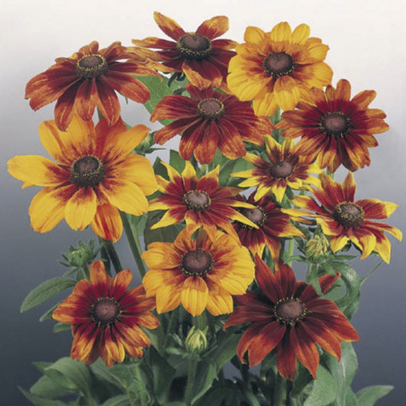 Graines De Rudbeckia Autumn Colors - 50 Graines - Fleurs D'Automne Rouge Bronze, Orange, Jaune