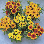 Rudbeckia Becky...