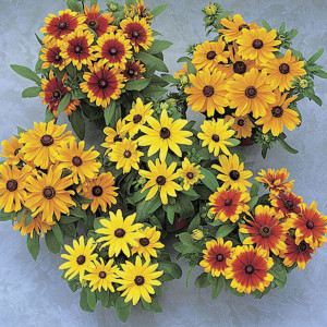 Rudbeckia Becky...