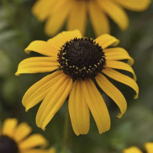 Rudbeckia Goldblitz...
