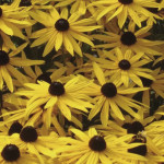 Rudbeckia Goldsturm...