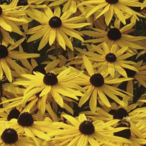 Rudbeckia Goldsturm...