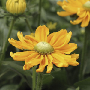 Rudbeckia Hirta Amar...