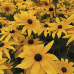 Rudbeckia Hirta Chey...