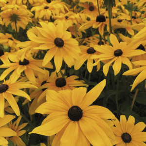 Rudbeckia Hirta Chey...