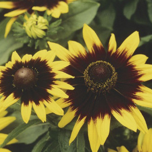 Rudbeckia Sonora...