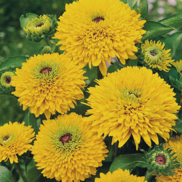 Rudbeckia Maya