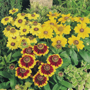 Rudbeckia Toto...