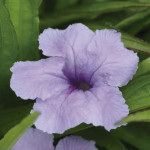 Ruellia Southern Sta...
