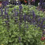 Salvia Big ...