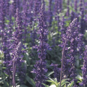 Salvia Evolution...