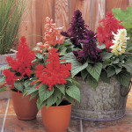 Salvia Fizz...