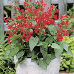 Salvia Hummingbird...