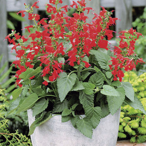 Salvia Hummingbird...