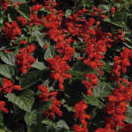 Salvia King ...
