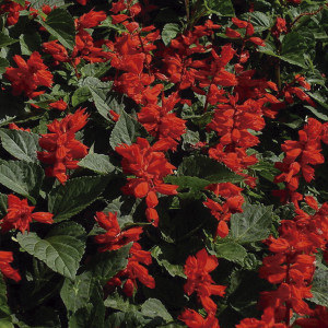 Salvia King ...