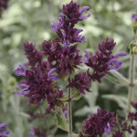 Salvia (Salvia Canar...