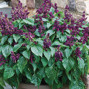 Salvia Lighthouse...