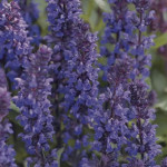 Salvia New Dimension...