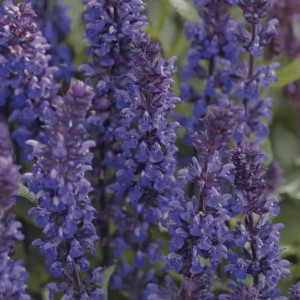 Salvia New Dimension...