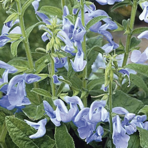 Salvia Patio...