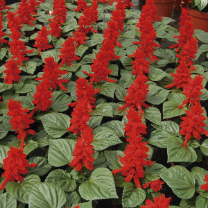 Salvia Red Hill...