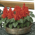 Salvia Red Hot Sally...