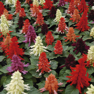 Salvia Reddy...