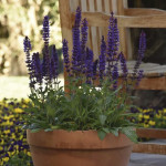 Salvia Salvatore...