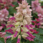Salvia Sizzler...