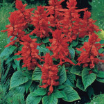 Salvia Splendens Red...