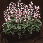 Salvia Summer Jewel...